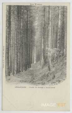 Forêt de sapins (Gérardmer)